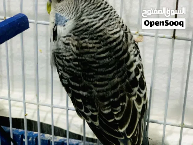 جوز ثلاث ارباع في طويل مجرب عاطي الجوز حقه منصرش معاك
