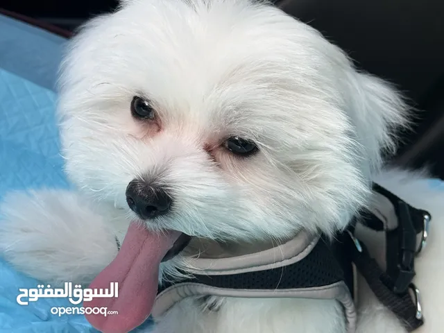 Energetic 3 Months Old Maltese Puppy