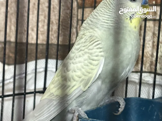 عصافير حب للبيع