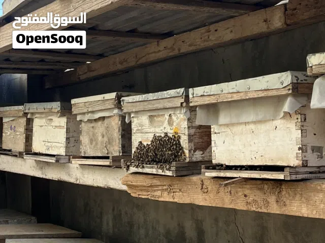 صنادق نحل للبيع