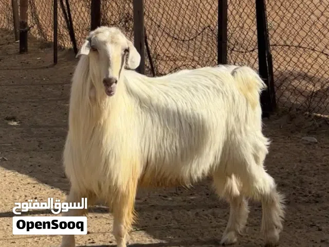 تيس فحل من حلال الجبل الاخضر