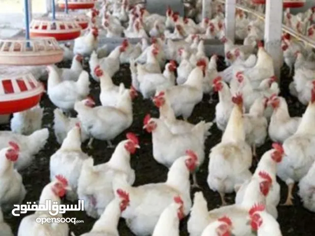 دجاج مزارع بياض بسعر حرق 100 دجاجه ب20 دينار