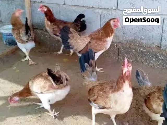 بيع دجاج كويتي