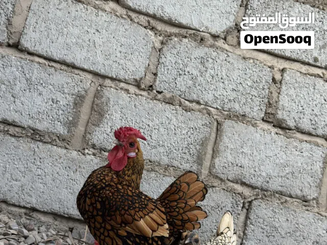 للبيع زوج دجاج سبرايت