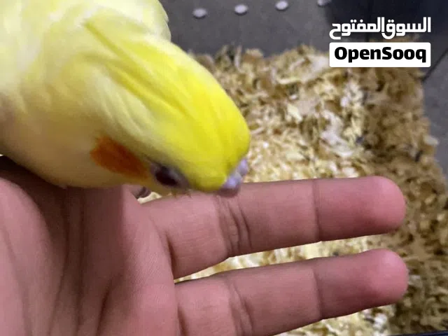 مطلوب ككتيل أليف بسعر معقول لا يتجاوز العشرين ريال