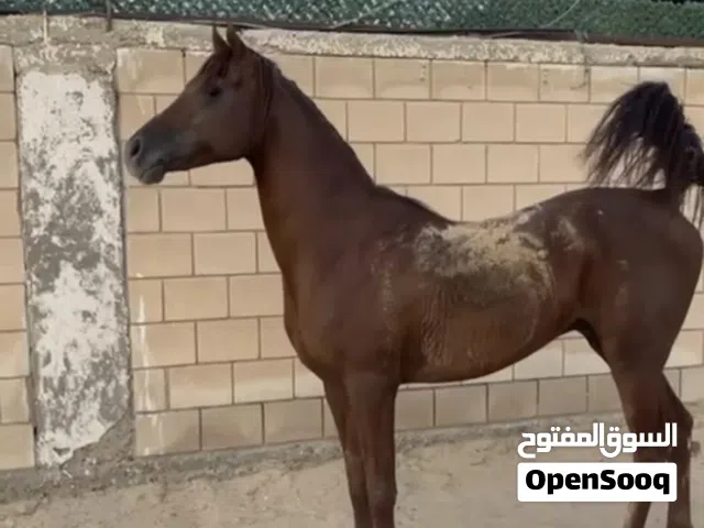 اللبيع حصان عيد الاندلس