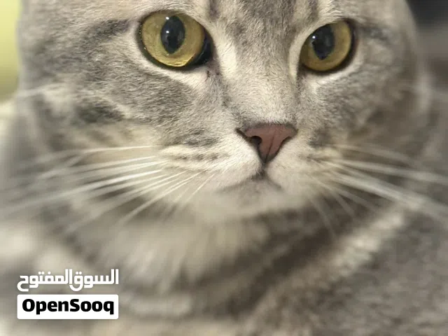 4 قطط للتبني عمرهم 6 شهور