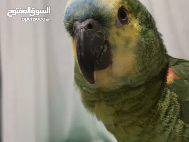 ببغاء أمازوني بلو فرنتد