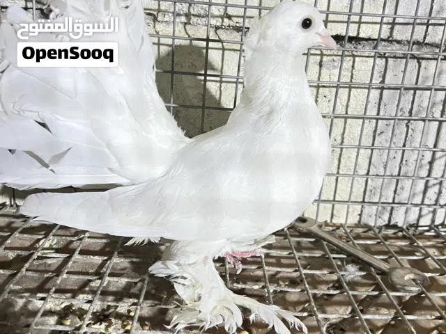 حمام شمسي عروسه فانتيل التواصل خاص