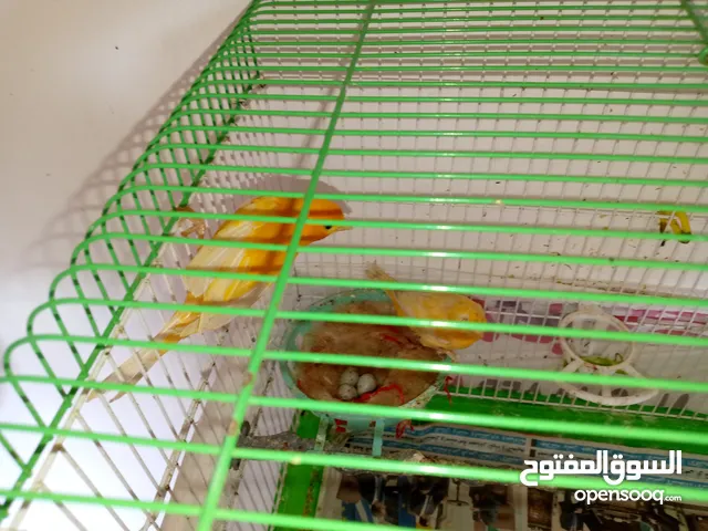 طيور كناري للبيع
