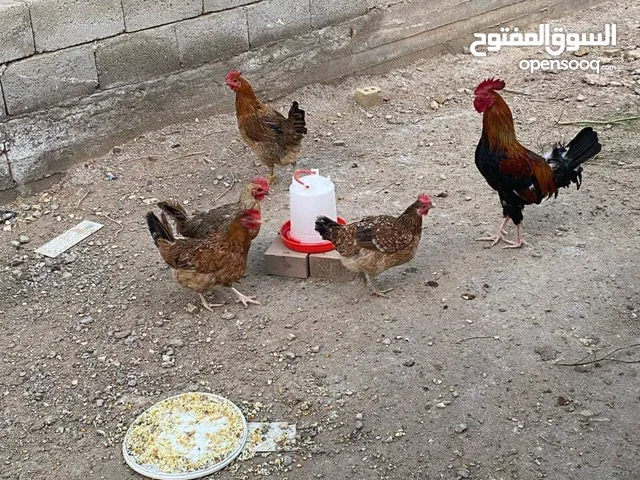 دجاج عرب اصلي بياض كلهن ان شاء الله للبيع