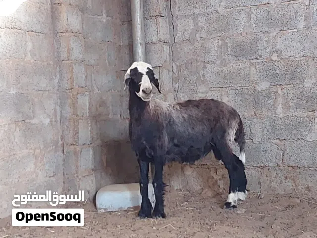 كبش عماني .