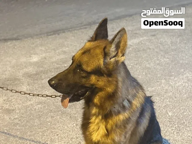 كلب جيرمن هادئ