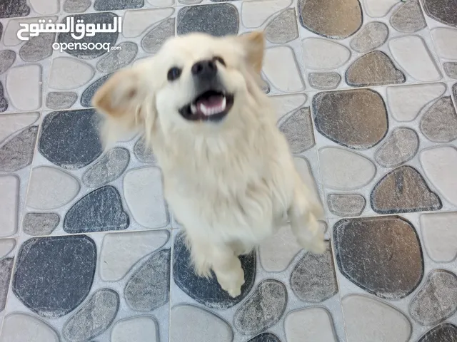 كلب كوكوني