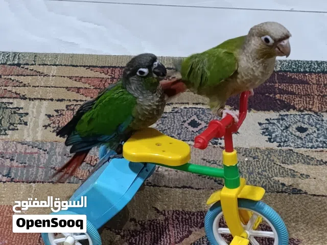 ببغاء كونيور