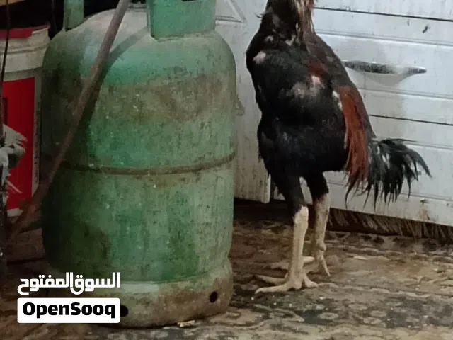 السلام عليكم متاح ديك وثلاث دجاجات واحده المانيه واثنين تركيات رس طيب