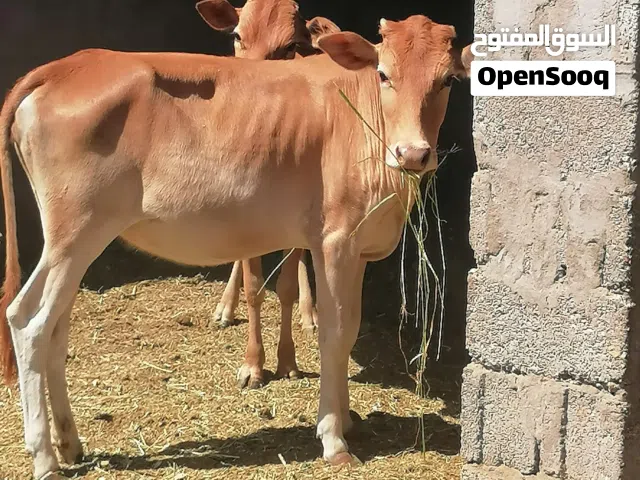 للبيع عجلين وعجلتين محليات