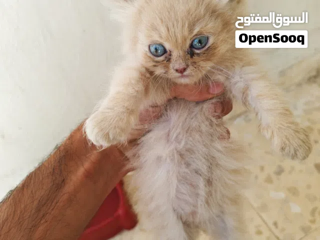 للبيع ال4 قطط مع بعضهم مع كامل اغراضهم