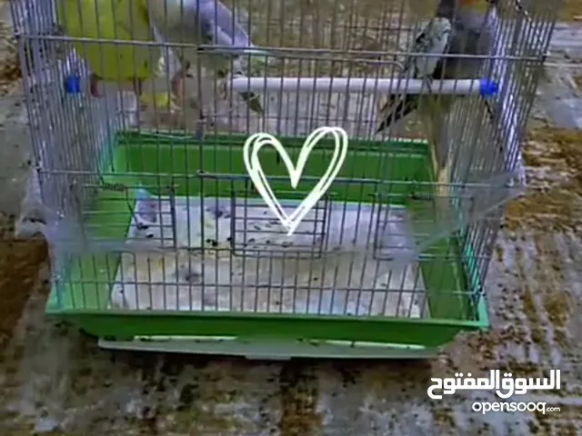 عصافير كوكتيل