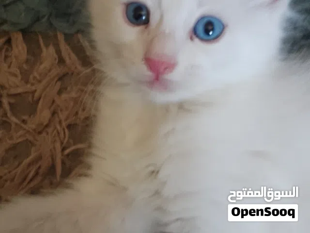 4 قطط شيرازي للبيع