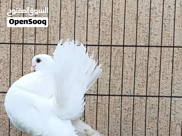 ذكر روسي موصفات قوية