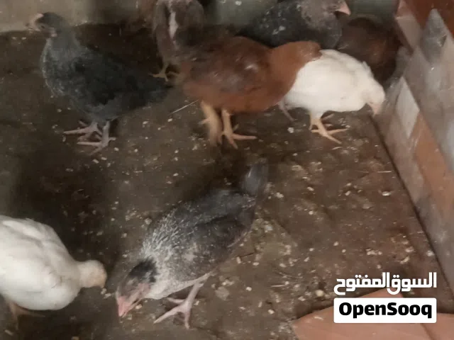 عتاتيق للبيع