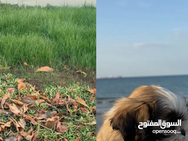 كلب للبيع نوع شيتزو