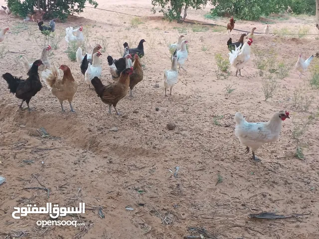 دجاج للبيع