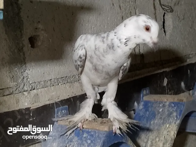 طيره قلم منافيخ