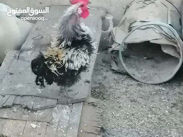 ديكين للبيع