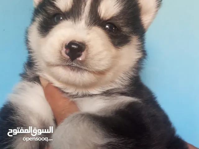 هاسكي مالموت بيور صحه ممتازة جدا ماخذين القطرة ضد الحشرات وحبه الدود تربيه منزليه