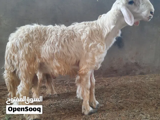 متواجد اتصال وات ساب فقط اغره الوصف