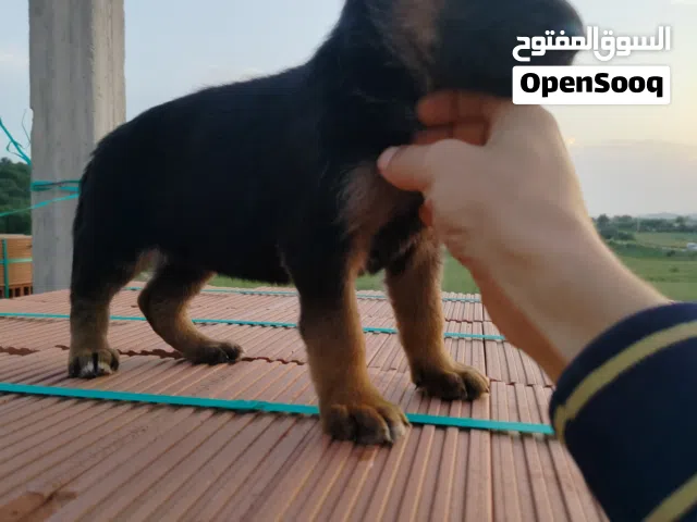 بارجي نوار للبيع
