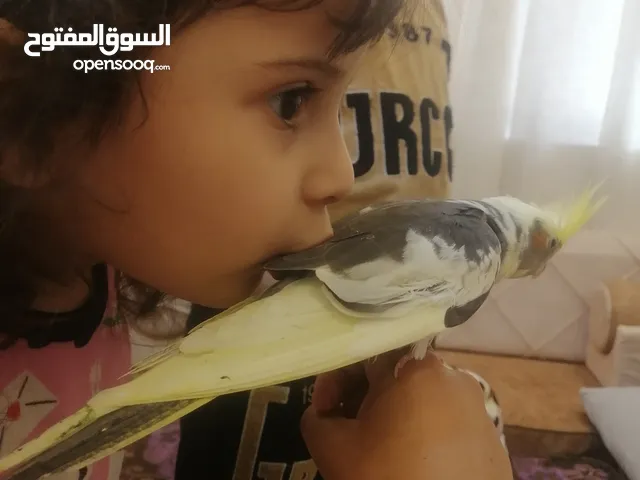 طيور كوكتيل