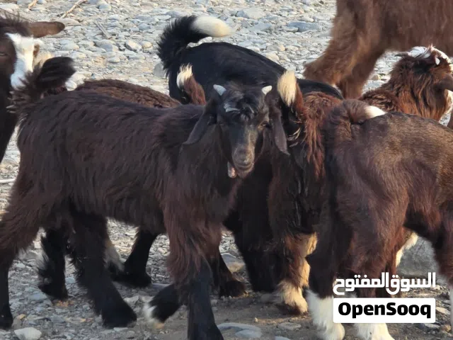 للبيع جدايا جباليات سمان ماعليهن كلام ماشاء الله