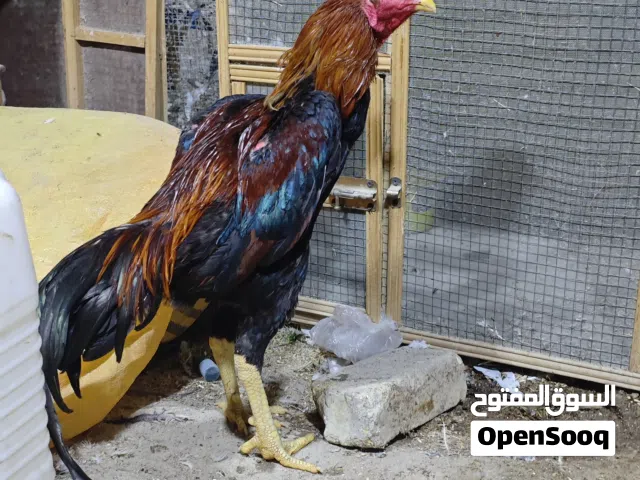 للبيع ديج هراتي اصيل مع دجاجه هراتيه اصيله