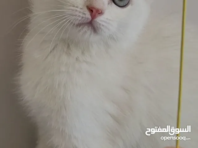 ذكر بريتيش عمر 4 شهور ونصف