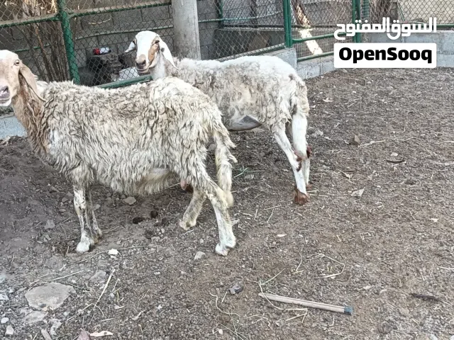 للبيع جعد  تابع الوصف