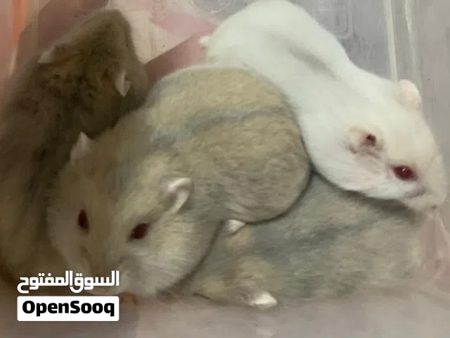 همسترات روسية صغيرة