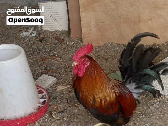 دجاج كويتي