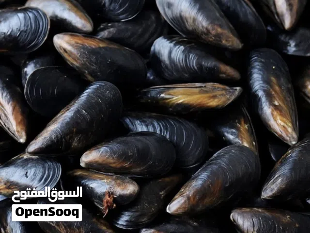 مأكولات بحرية للبيع