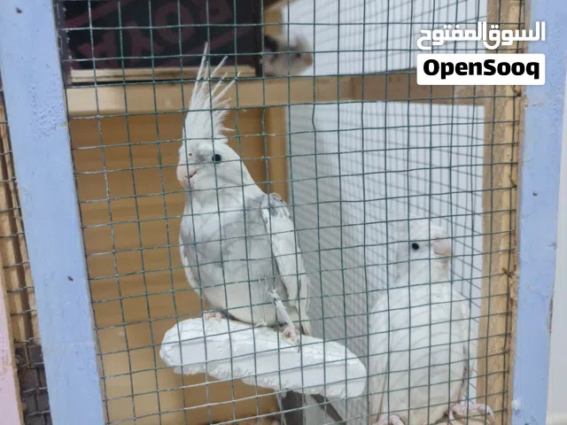 السلام عليكم اخوان متاح طيور كوكتيل البينو