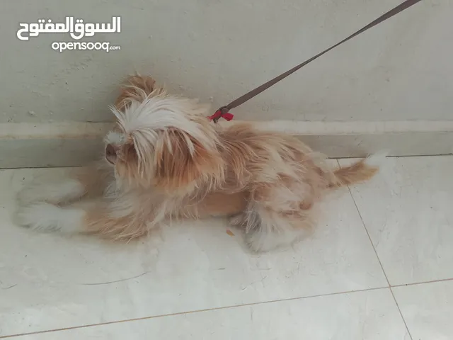 انثى شواوا نشيطة نظيفة معها (صدرية متعها)