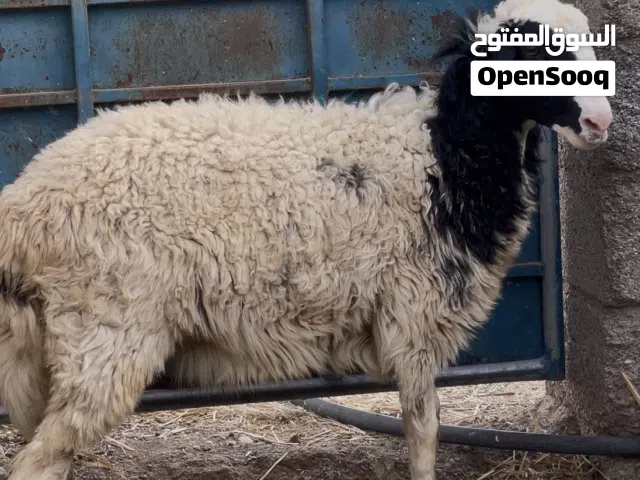 كبش ما شاء الله لحق عالزين