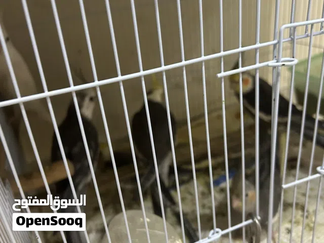 Beautiful various color buggies and cocktails