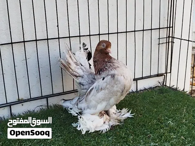 ربي يبارك ماشاء الله انتي الموند روسي مصوقرة سعرها 1500
