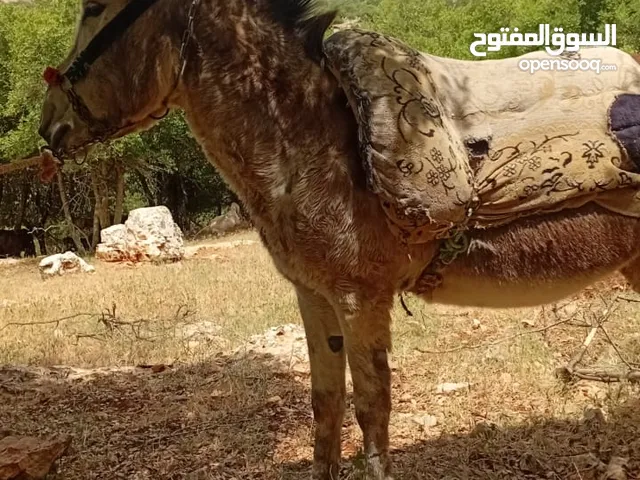 3رووس حمارتين معشرات وجحش