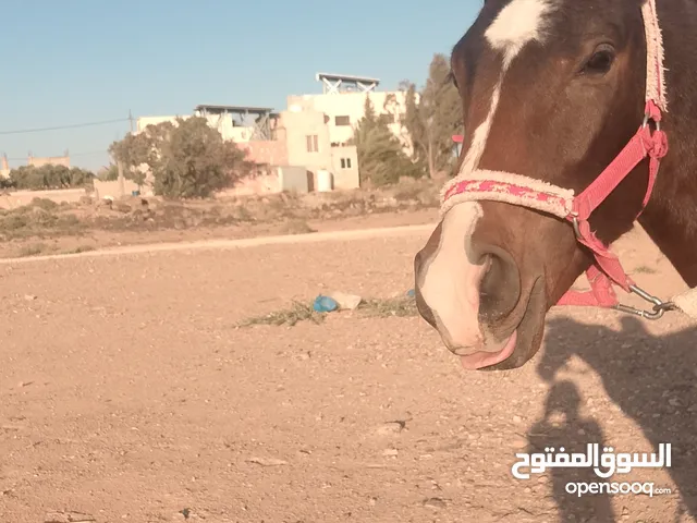 مهر عمره 18 شهر نشمي وعصبي ما شاء الله عليه فيه طاقة وحضور لونه مميز وبلفت النظر من أول نظرة