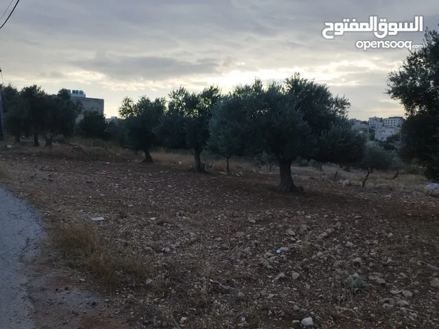 Residential Land for Sale in Amman Shafa Badran