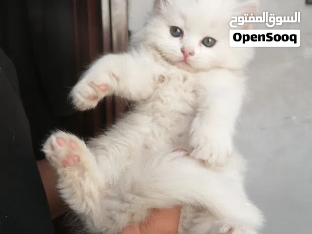 قطط شيرازي ابيض شهر ونص إناث وذكور عيون عسلية وعيون زرق صحة ممتازة نظيفين وأليفين